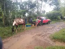 D&iacute;a Internacional del &Aacute;rbol