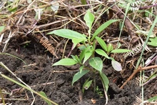 D&iacute;a Internacional del &Aacute;rbol