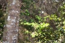 Jornada de siembra de &aacute;rboles
