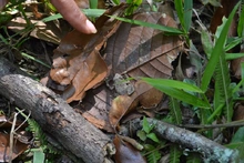 Jornada de siembra de &aacute;rboles