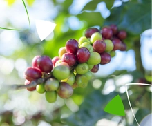 Nuestro caf&eacute;: Con aroma de gente buena, de pasi&oacute;n y tradici&oacute;n