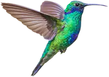 P&aacute;jaro 1