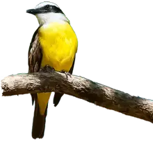 P&aacute;jaro 2