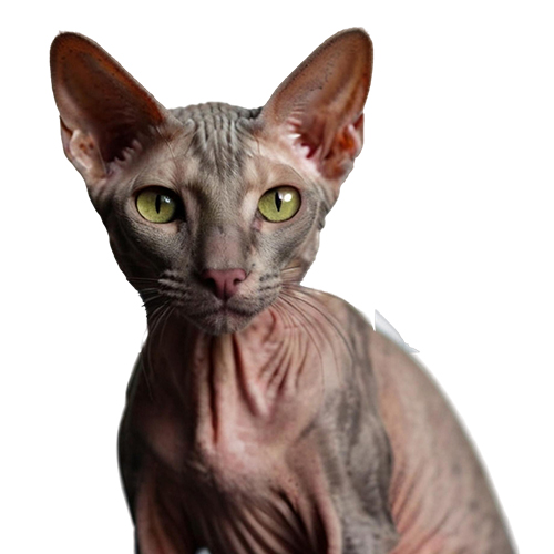 Minskin Minskin