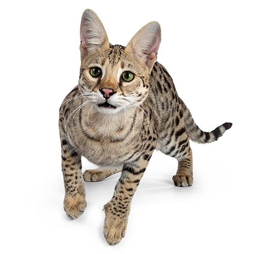 Savannah Savannah
