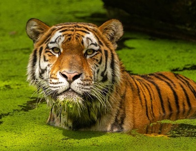 4 de octubre | Día Mundial de los Animales ¡Por la conservación y cuidado de nuestras especies! 4 de octubre | Día Mundial de los Animales ¡Por la conservación y cuidado de nuestras especies!