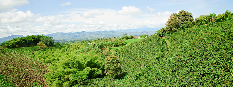 Coomeva Regional Eje Cafetero 25 años de cooperación y solidaridad Coomeva Regional Eje Cafetero 25 años de cooperación y solidaridad