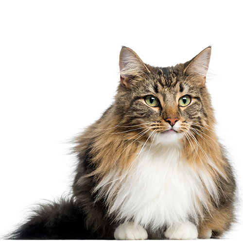 Gato Bosque de Noruega Gato Bosque de Noruega