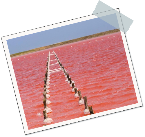 Mar rosado de Galerazamba Mar rosado de Galerazamba