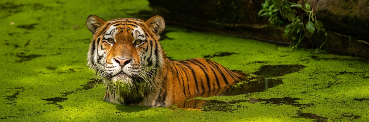 Animal day Animal day