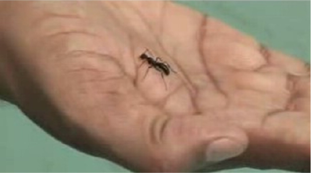 The man (10 segundos). The man (10 segundos).