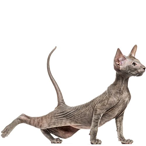 Peterbald