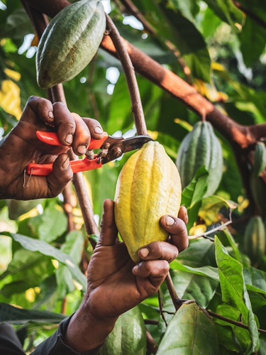 Cultivo de cacao